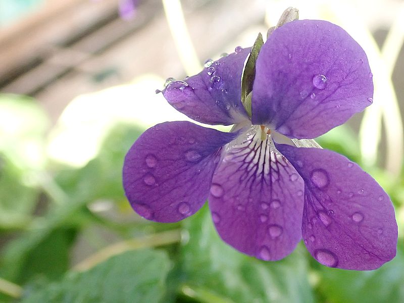 ニオイスミレちゃん