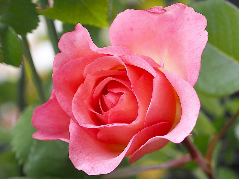 かわいいかわいいコモちゃん