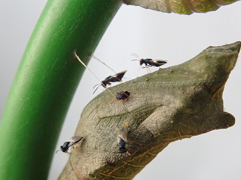 アゲハの蛹から寄生バチが出てきた