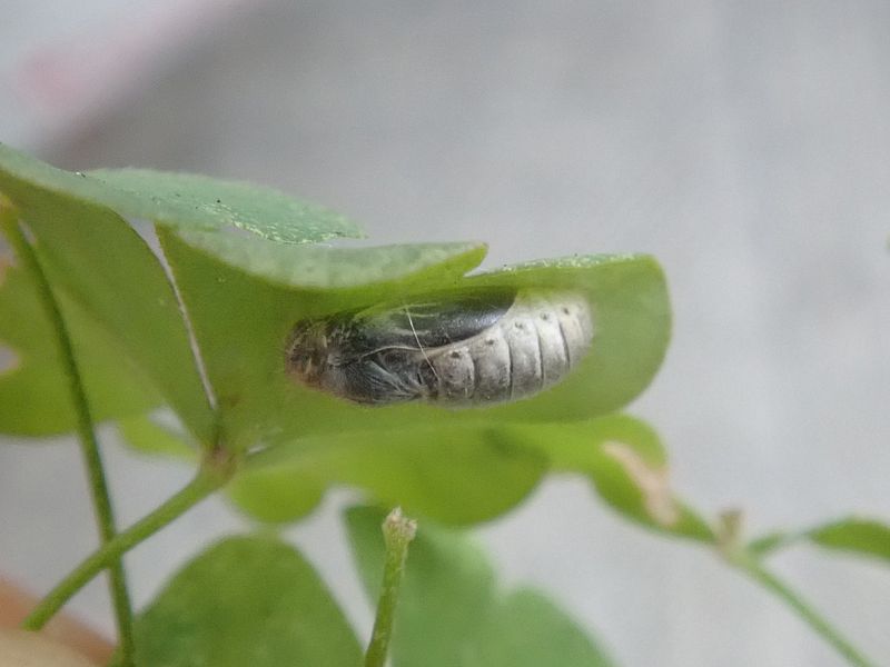 羽化直前のヤマトシジミ