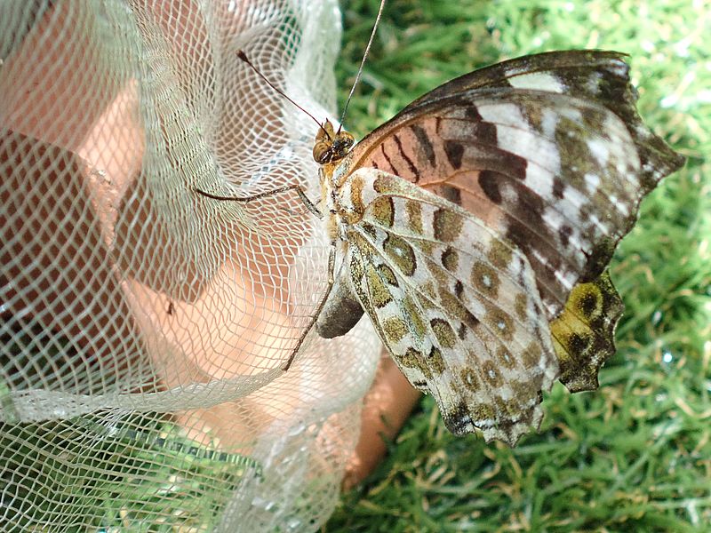 産卵に来たツマグロ母さん