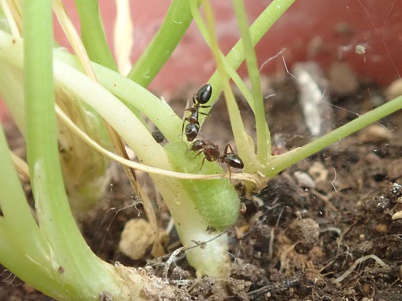 ヤマトシジミの芋ちゃんとありさん