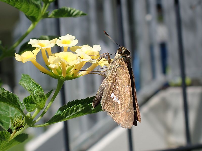 ランタナに来るイチモンジセセリちゃん