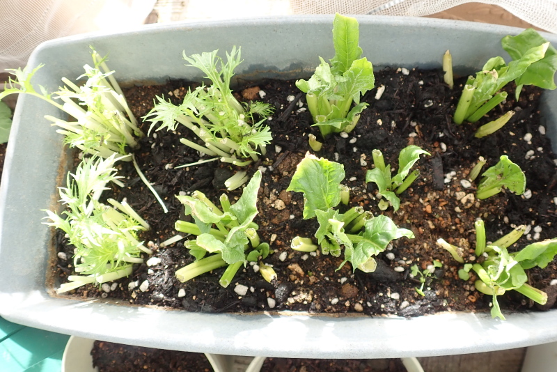 リボべジにチャレンジ