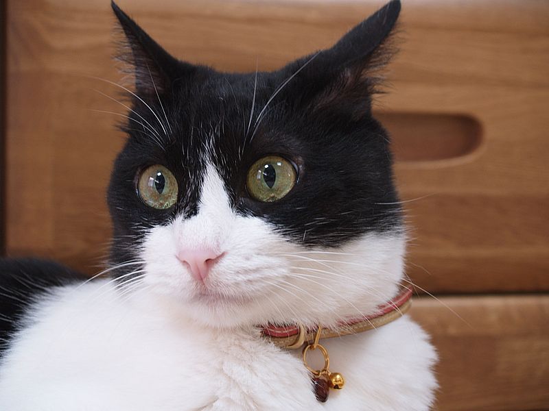 うちのぴかちゃん