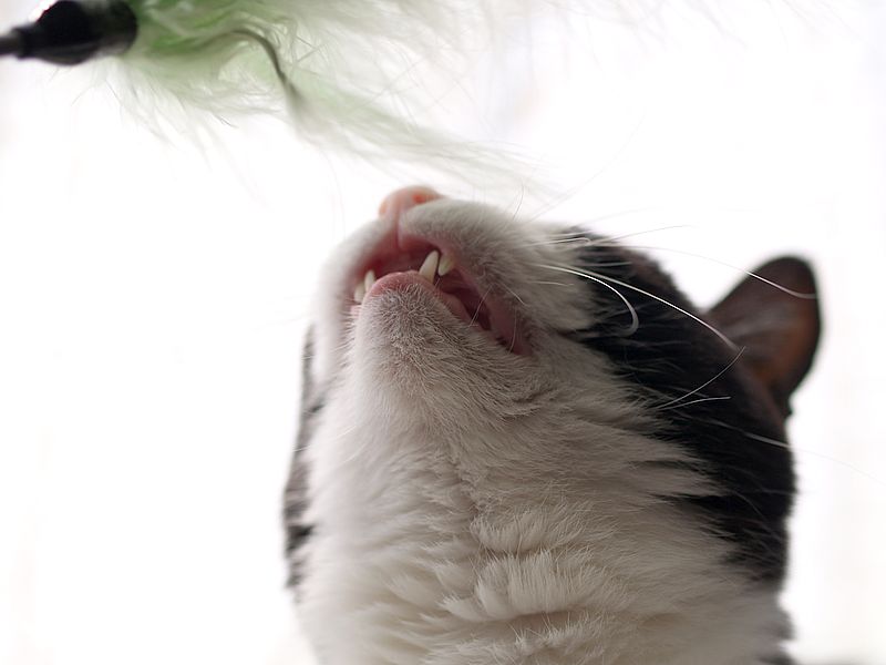 うちのぴかちゃん