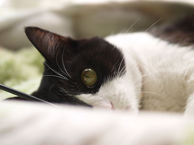 うちのぴかちゃん