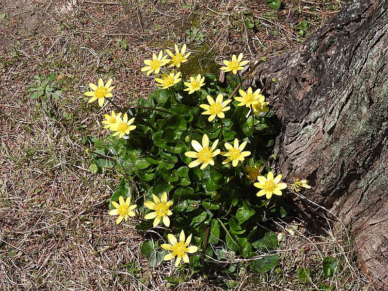 ヒメリュウキンカ