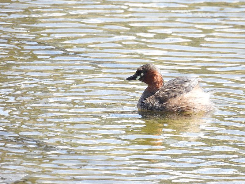 カイツブリちゃん