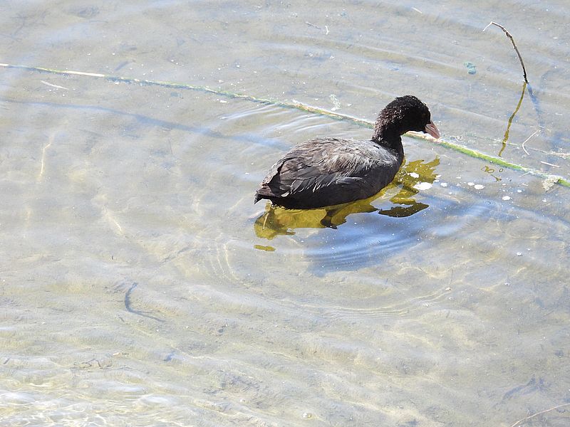 オオバンちゃん