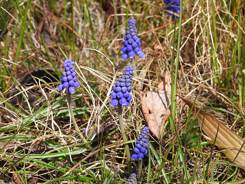 ムスカリちゃん