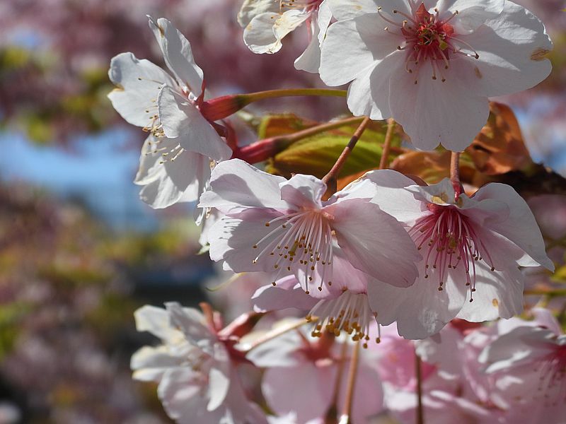 河津桜
