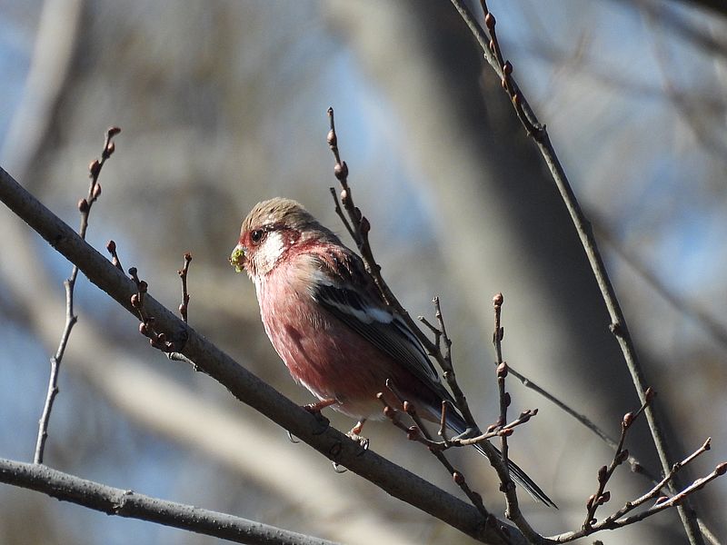 ベニマシコちゃん