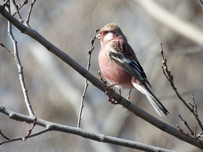 ベニマシコちゃん