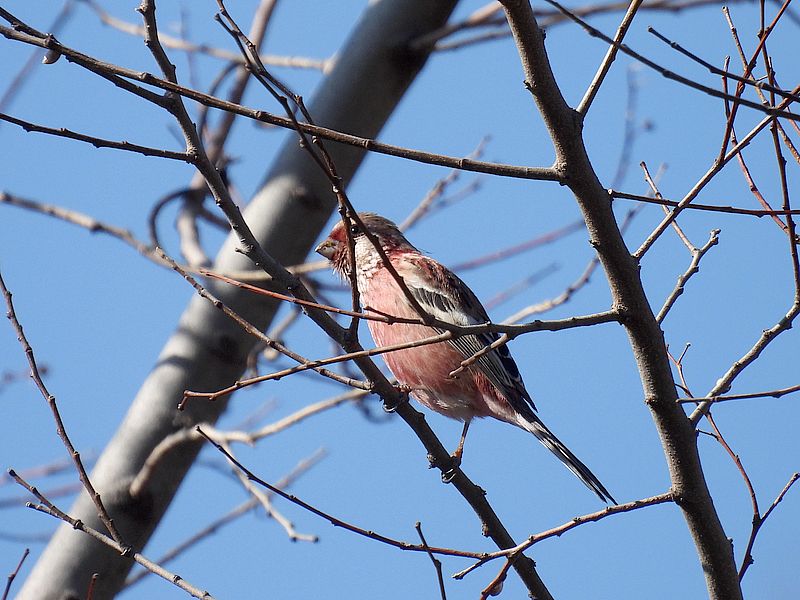 ベニマシコちゃん