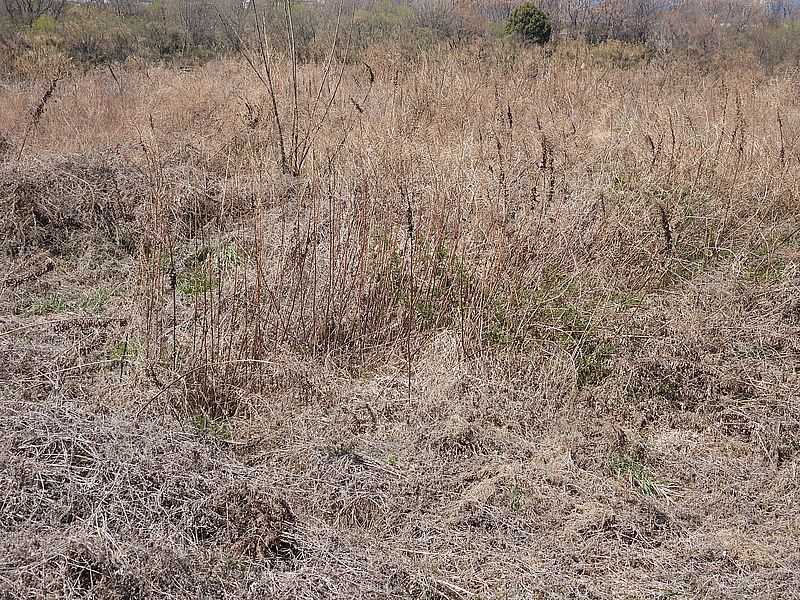 淀川河川公園