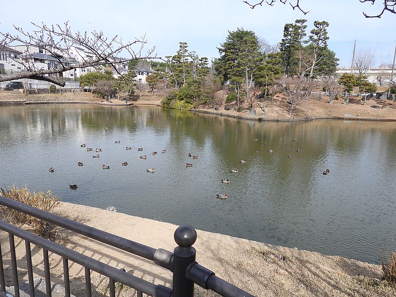 ぴゆちゃんの数が増えた