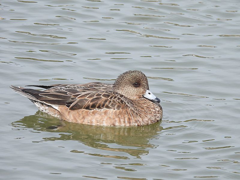かわいいぴゆ子さん