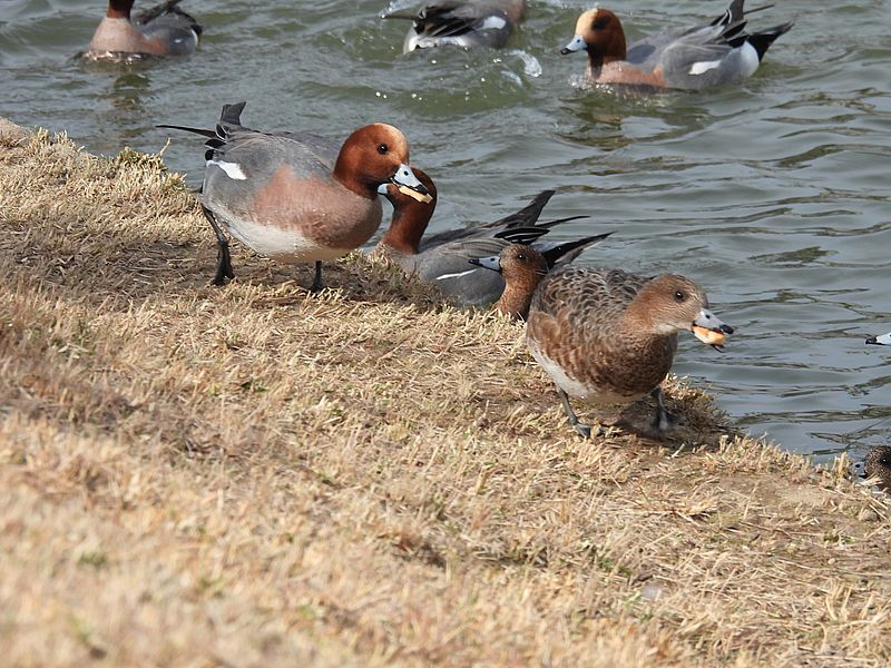 パン撒きおばさんが現れたら地獄