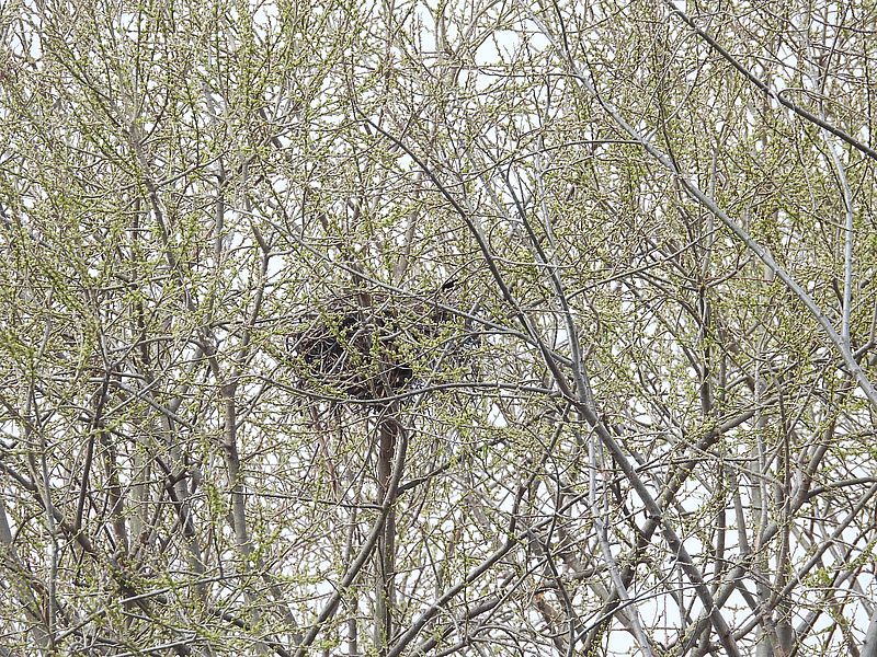 カラヤンの古巣が隠れるようになった