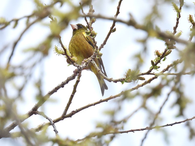ヤナギの木にカワラヒワさん