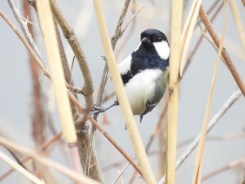 シジュウカラちゃん