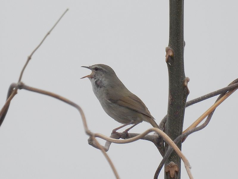 ウグイスちゃん