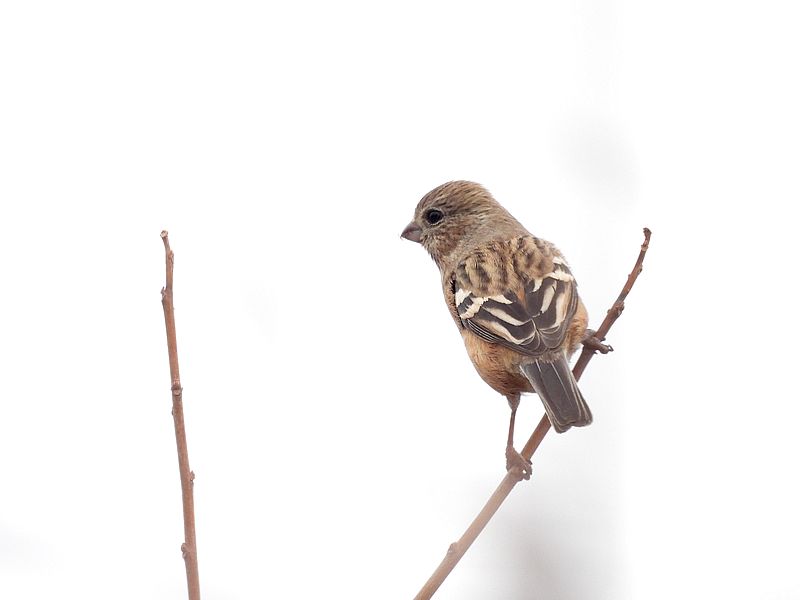 ベニマシコちゃん