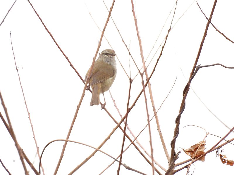 ウグイスちゃん