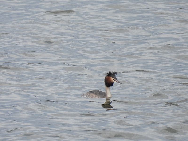 カンムリカイツブリちゃん