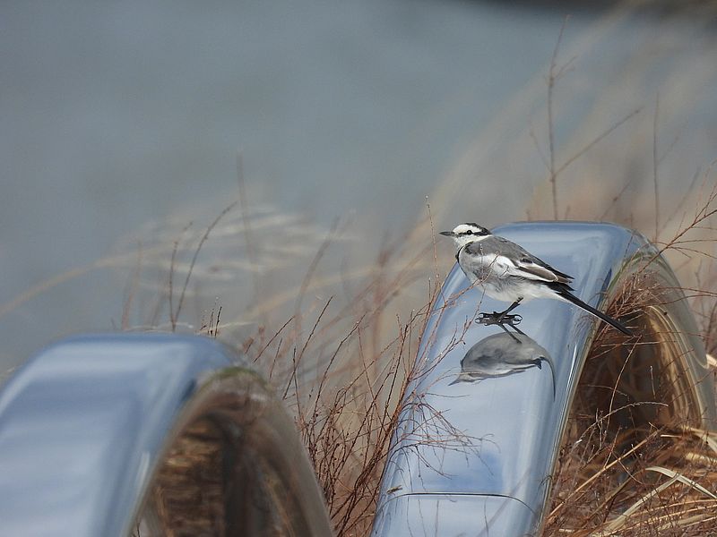 ハクセキレイちゃん