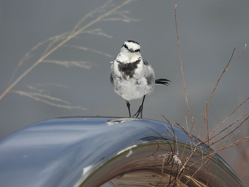 ハクセキレイちゃん