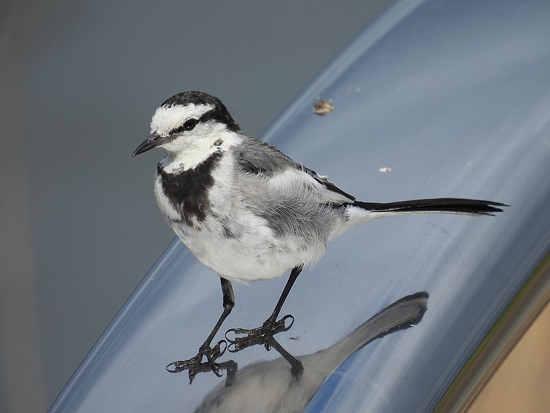 ハクセキレイちゃん