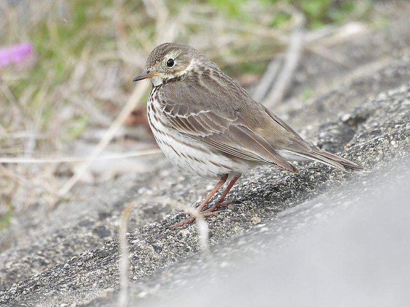 タヒバリちゃん