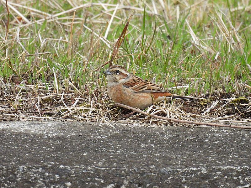 ホオジロ子ちゃん