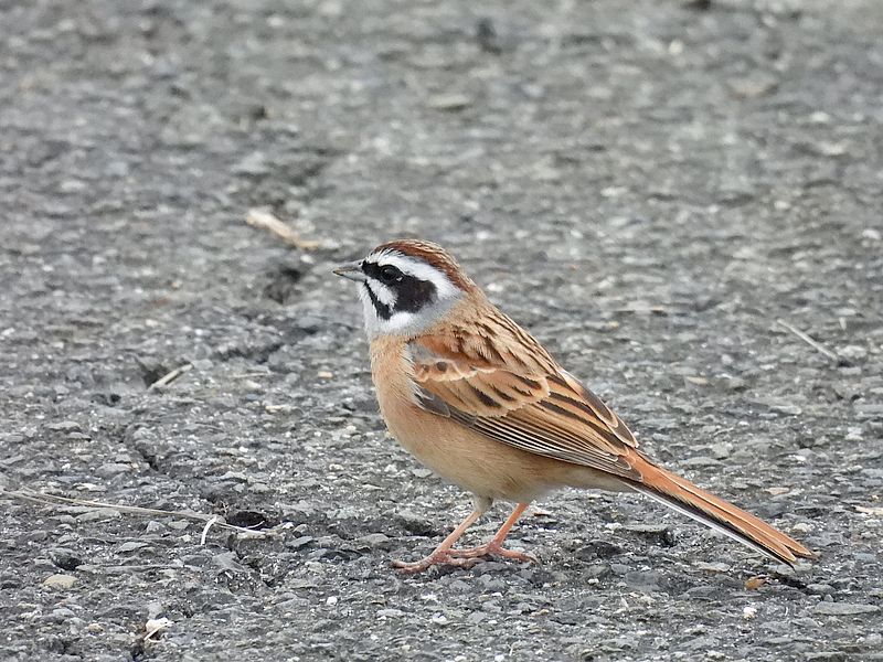 ホオジロちゃん