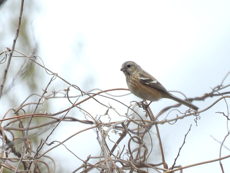ベニマシコちゃん