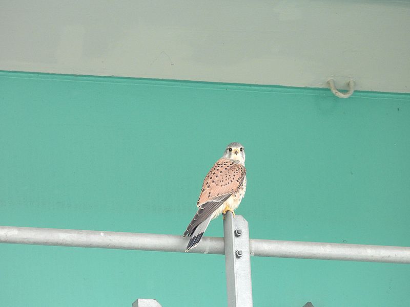 チョウゲンボウのポコちゃん