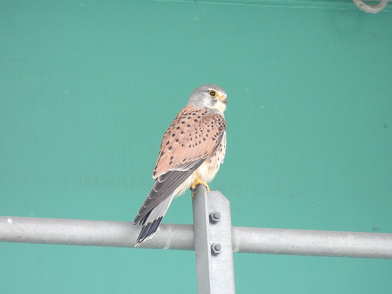 チョウゲンボウのポコちゃん