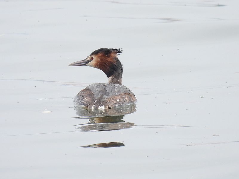 カンムリカイツブリちゃん