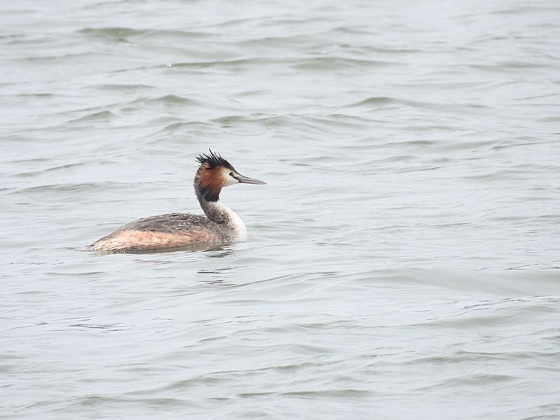 カンムリカイツブリちゃん
