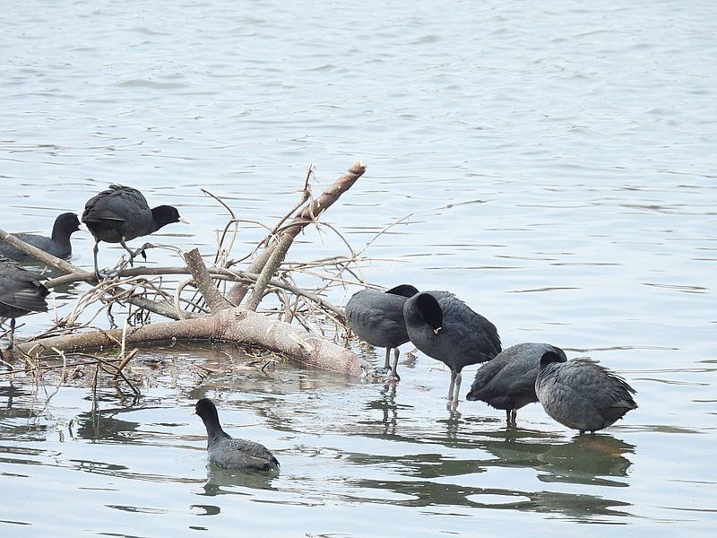 オオバンちゃん