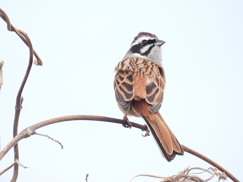 ホオジロちゃん