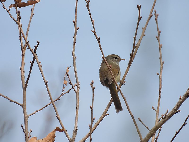 ウグイスちゃん