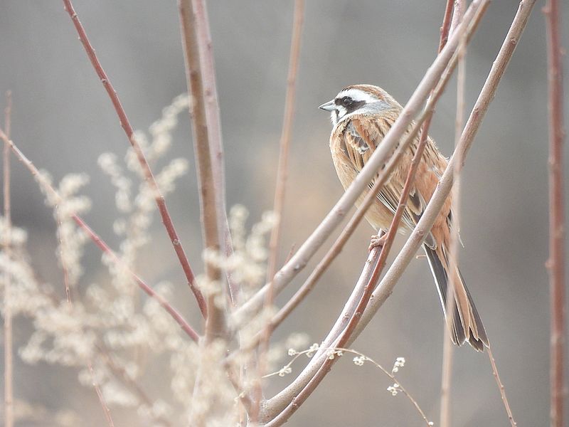 ホオジロちゃん