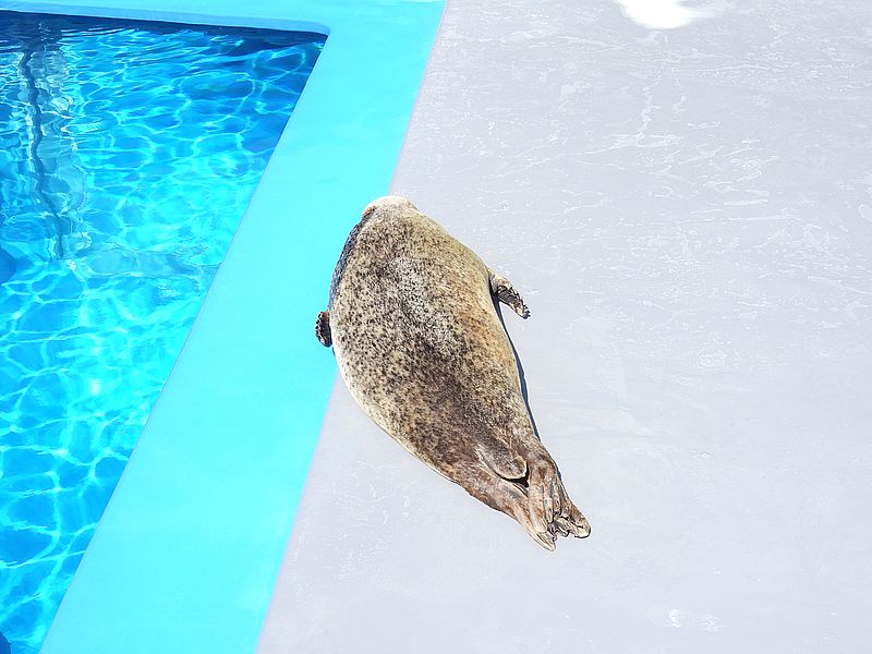 ゴマフアザラシちゃん