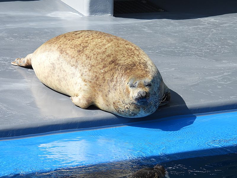 ゴマフアザラシちゃん