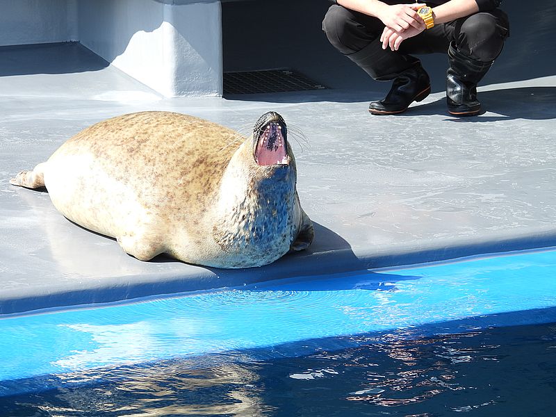 ゴマフアザラシちゃん