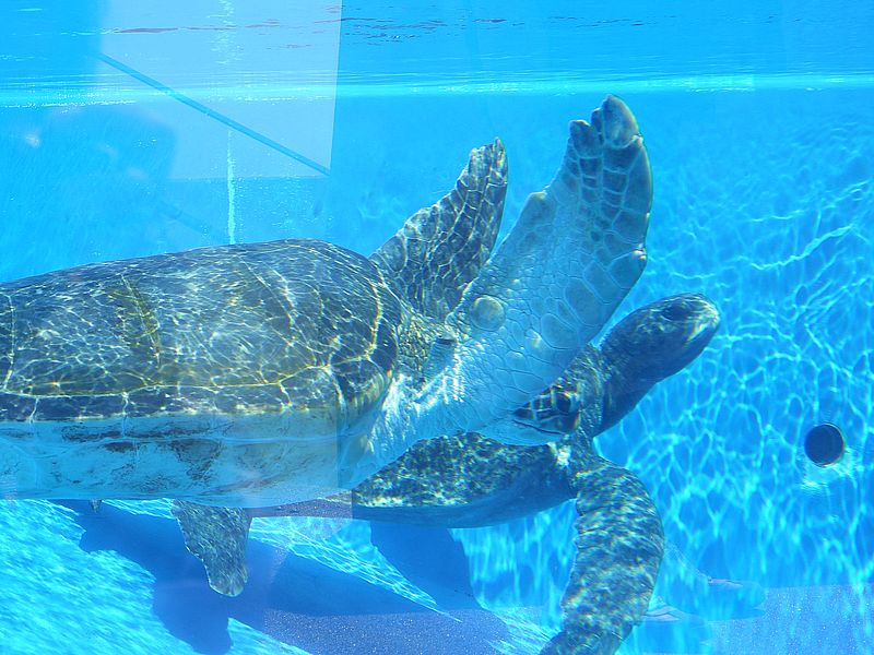 ウミガメちゃん