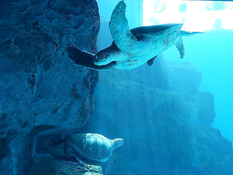 ウミガメちゃん